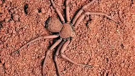 蜘蛛的捕食过程!#动物世界 #你好创作者 #知识百科明日之星