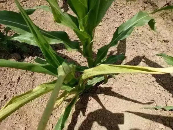 玉米出现缺素病害,知道怎么防?