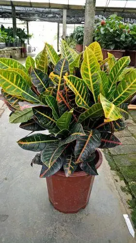 变叶木植物图片变叶木的花图片