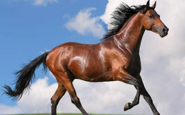 世界十大名马排行,十大最贵的马个个贵如黄金