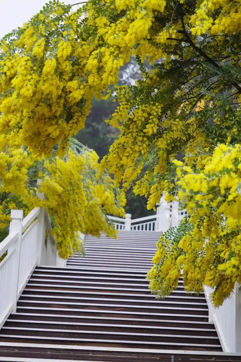 金合欢花开得正欢