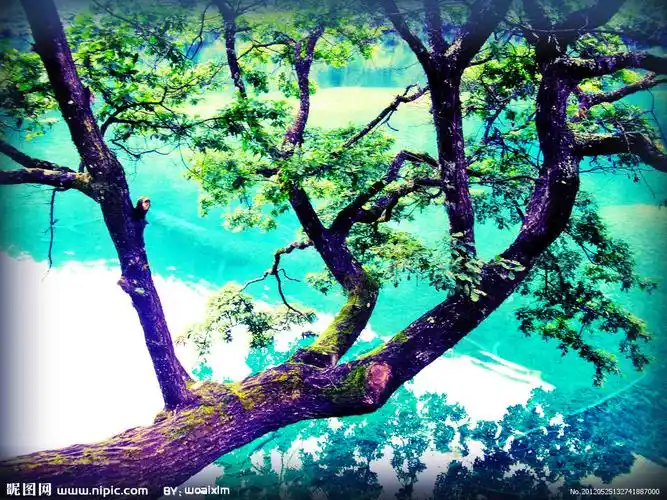 山水 九寨沟摄影图__树木树叶_生物世界_摄影图库_昵图网nipic.com