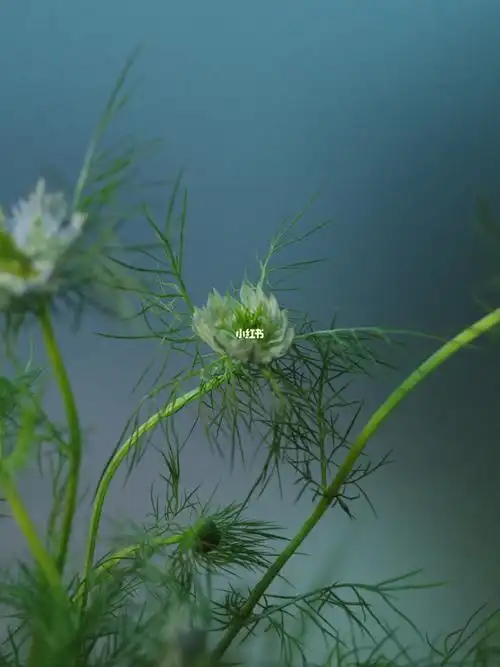 白色黑种草/_种草_家居家装_家居装饰