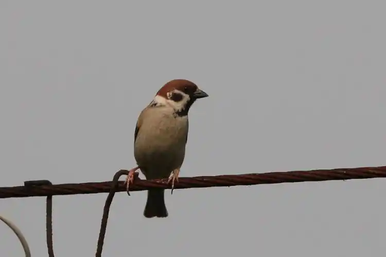 天福国家湿地公园麻雀passermontanus