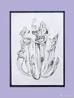 可爱的瓶子草简笔画