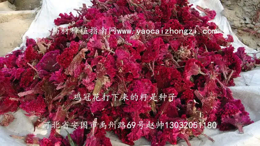鸡冠花种子图片