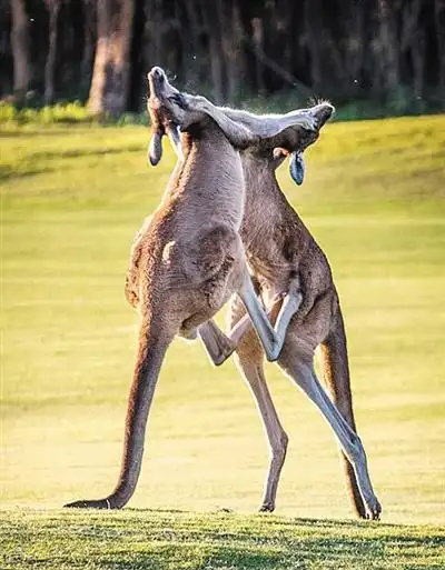 袋鼠为爱决战拳击术有模有样