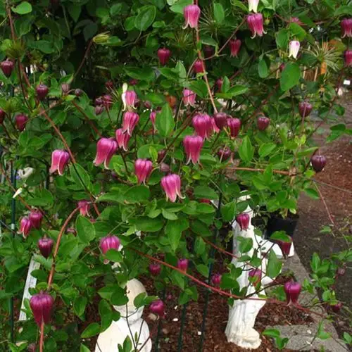 铃铛型花朵,这个冬季遇见不一样的铁线莲