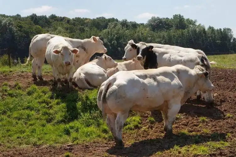 实拍全球最健壮的牛成欧洲顶级餐厅抢手货
