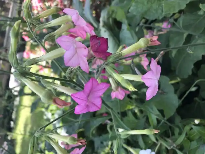 一花一世界(116)花烟草