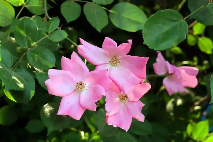 p>单瓣月季花是 a target="_blank" href="/item/蔷薇科/1121901"