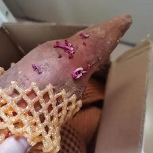 这种长芽了的红薯还能吃吗