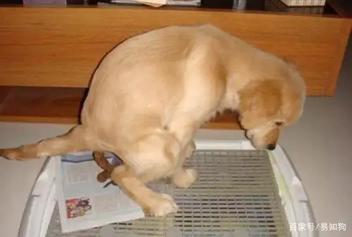 狗狗便秘后大便又干又硬,具体有5个原因,不一定多喝水就能解决
