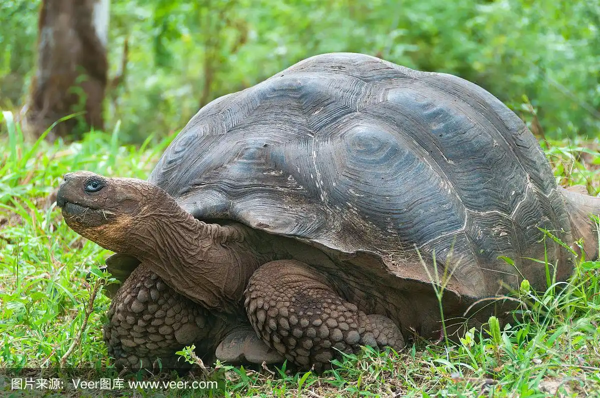 巨大的加拉巴哥象龟.