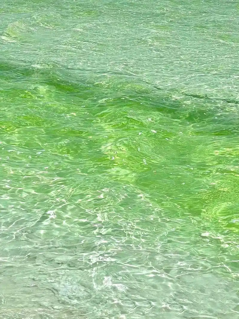 ins氛围感绿色系壁纸 最近在网上收集了一些很清新,超适合春夏的绿色