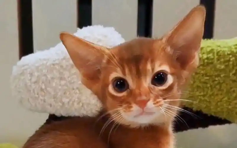 阿比西尼亚猫‖冬日里的一抹枫叶红