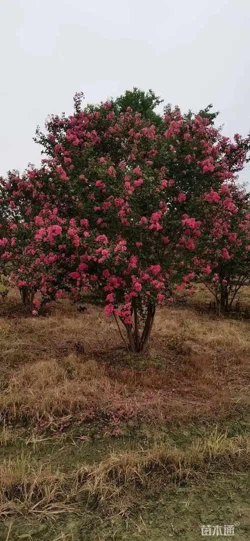 其他描述:原生丛生红花紫薇无苗木形态:丛生树形:自然形土质:黄土品质