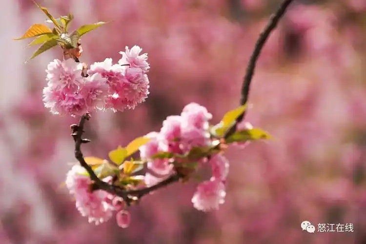女 节怒族"仙女节"是怒江州贡山一带怒族人民的民间传统节日,"鲜花节"