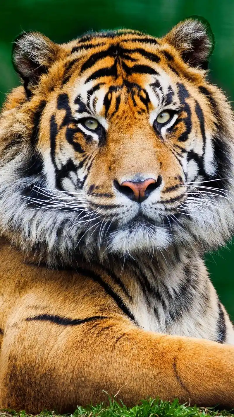 每天坚持多看老虎的眼睛.它能提升 - 抖音