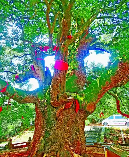 洞庭湖上的爱情树