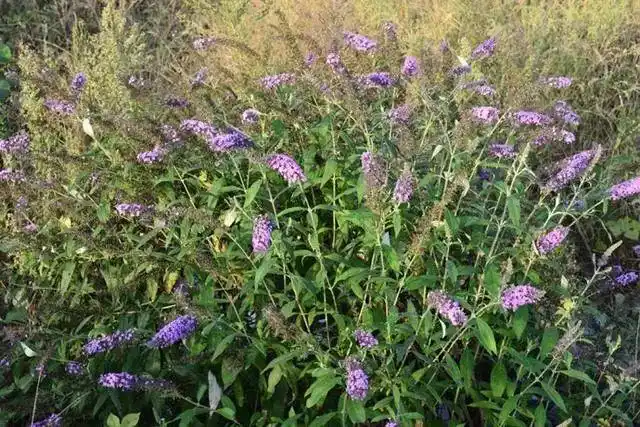 实用的药酒花泡进酒里能防止蚊虫叮咬还能开出紫色小花