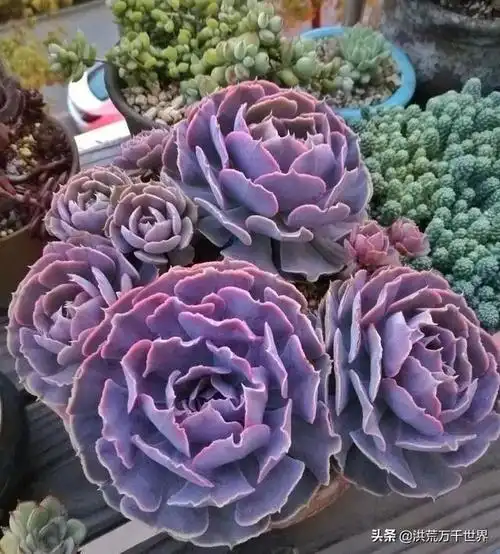 43种大包菜多肉