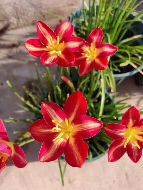 风雨兰火狐狸02昨晚我入手了新品种