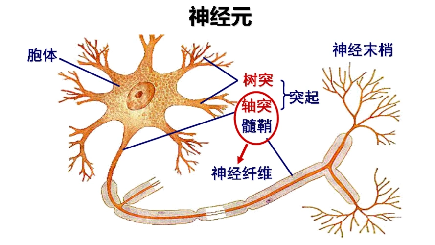 胞体 树突 轴突 突起髓鞘 神经末梢 神经纤维神经纤维,神经,神经末梢