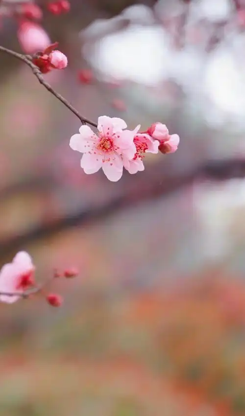 唯美梅花盛开720x1280分辨率查看