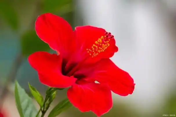 药食同源植物,红花的功效