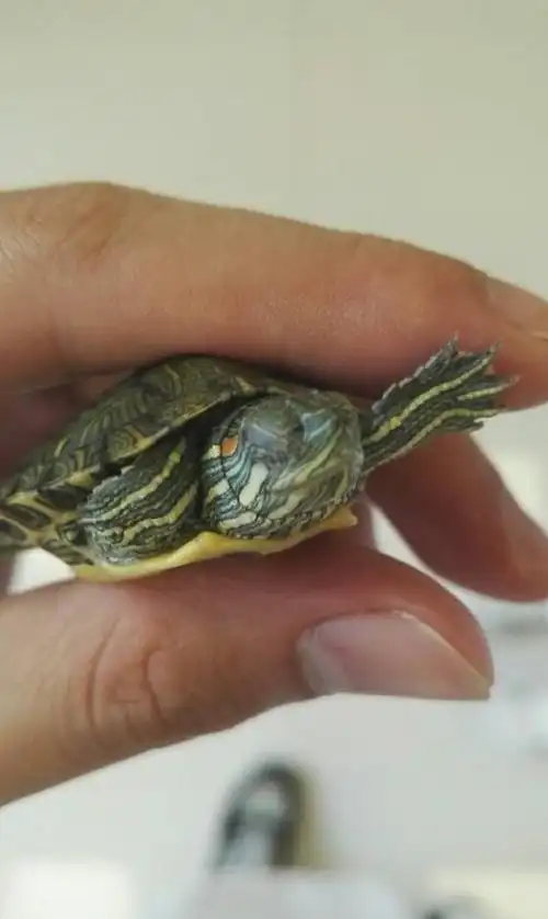 巴西龟这样是白眼吗?