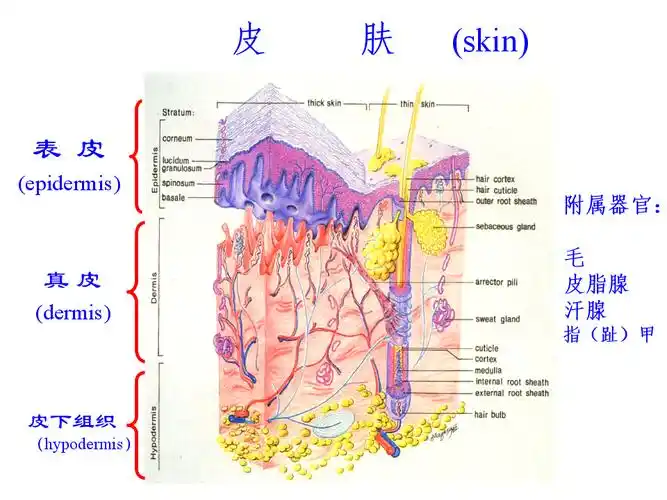 比较人体形态学教学课件10皮肤组织结构pptx