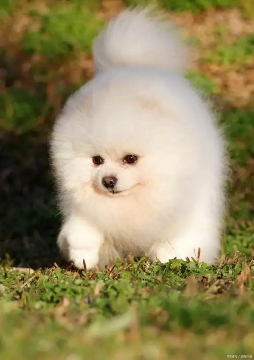 对于博美犬这样的迷人品种来说,了解它们的一般体重范围是至关重要的.