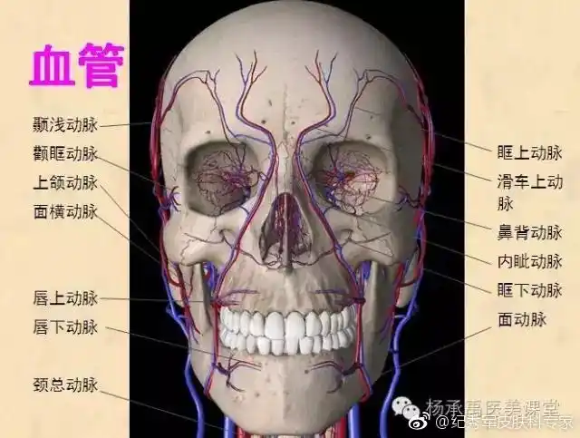 面部血管分布图