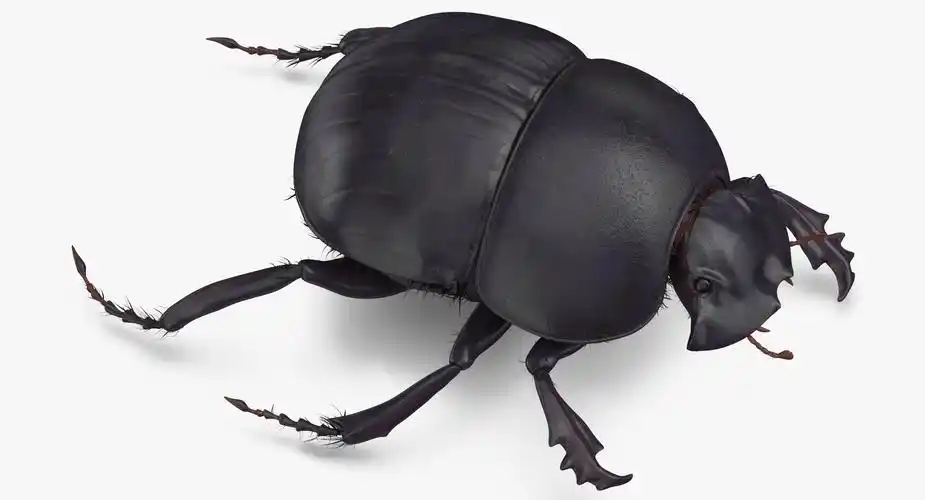 3d black scarab beetle