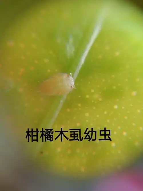 挂果柑橘树用药建议:用秀潜木峦净2000倍(用于防治柑橘木虱卵,幼虫