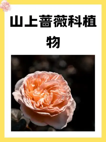 山上蔷薇科植物