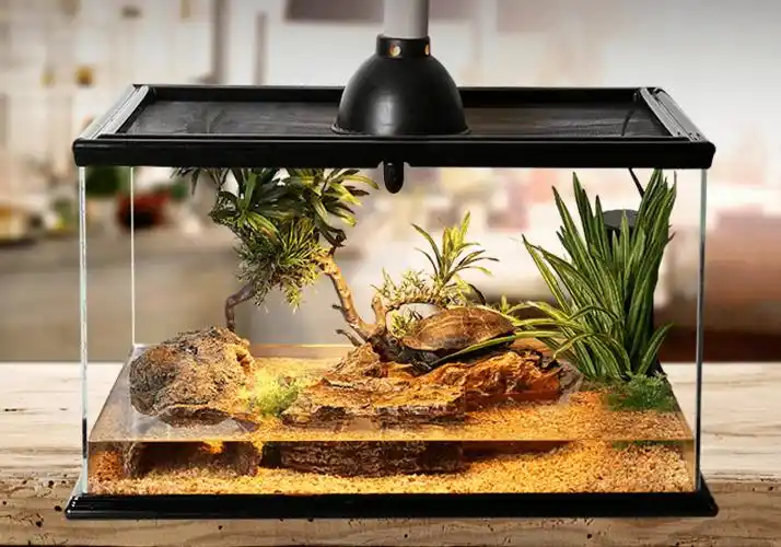 大神们布置的生态龟缸还是挺别致的