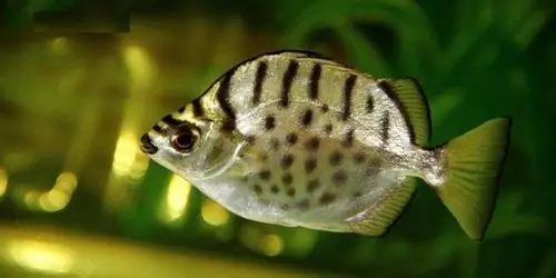 为     多带金鼓鱼    selenotoca multifasciatas    ,俗称   银鼓鱼