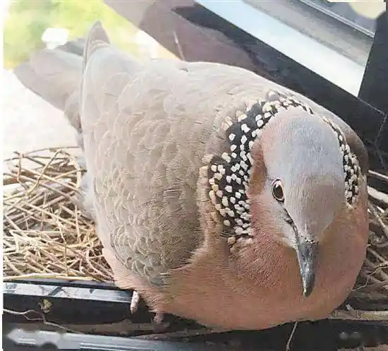 咕咕咕咕,窗外斑鸠又开始歌唱_叫声