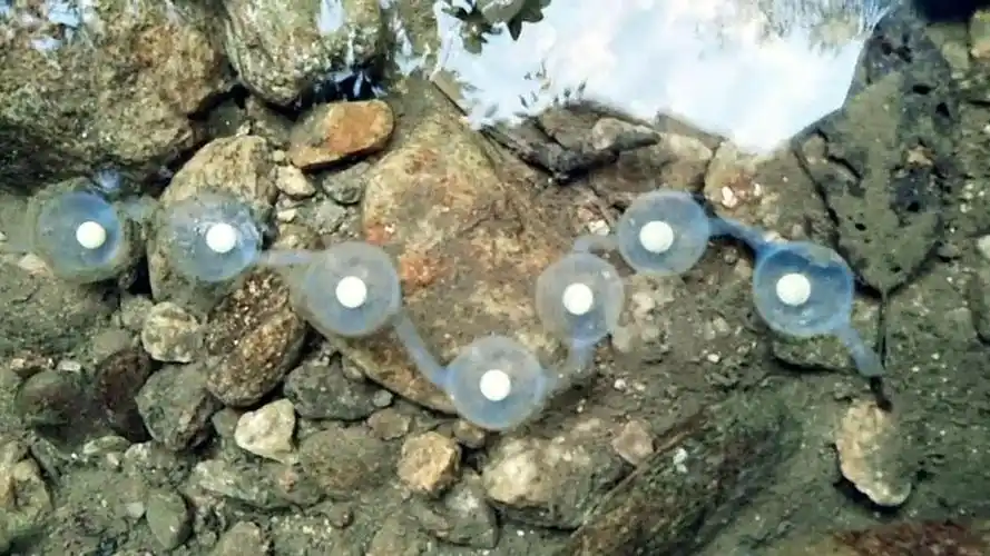 山间小溪发现不明鱼卵,有人说这是娃娃鱼卵吗,这鱼卵能吃吗?