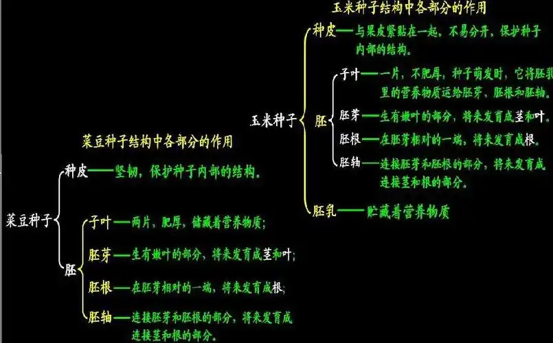初一 物理 种子的结构 请详细解答,谢谢! (10 9:55:25)