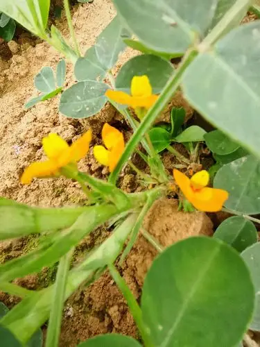 花生开花啦! - 冰凌灵 - 图虫