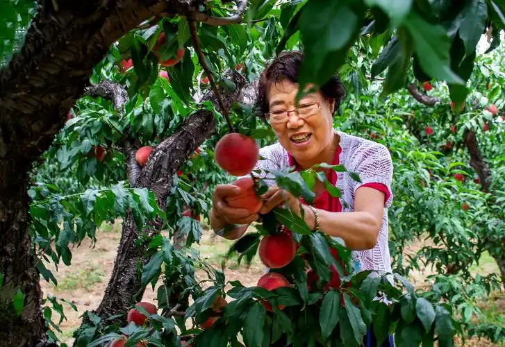 桃园采摘一日游