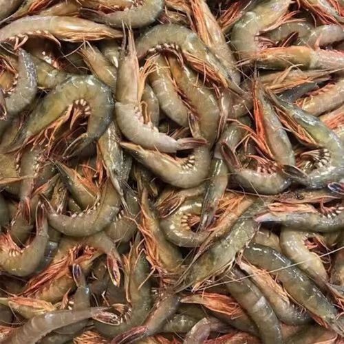 鹿凌青舟山青壳滑皮虾鲜活速冻条虾新鲜剑虾活皮虾青壳虾 5盒装净重5