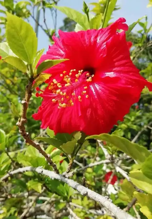 马来西亚国花一一扶桑花