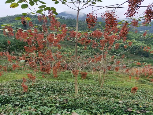 芦山县四个强化措施加大木本油料毛叶山桐子基地建设
