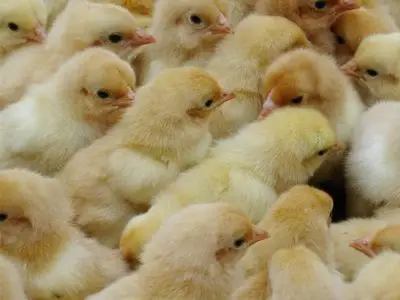 涨疯了!鸡苗身价涨至每只10元(图)