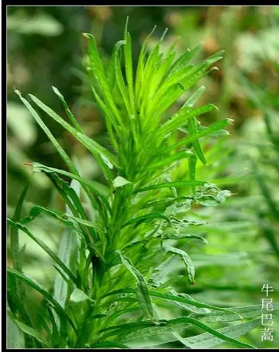 牛尾巴蒿