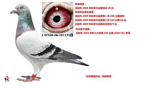 相关图片 信鸽特征                  编 号: 265775